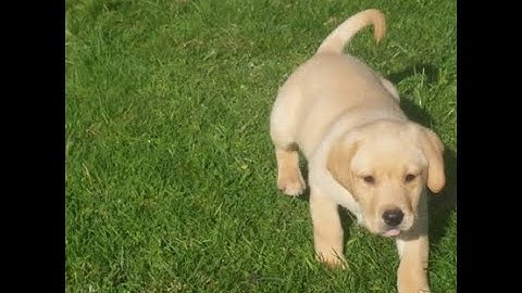 Taking your dog wild camping. What water do you need?
