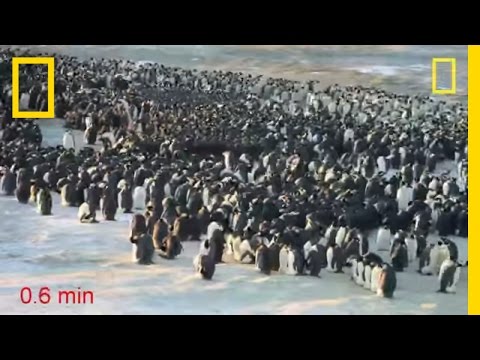 Penguins Do the Wave to Keep Warm