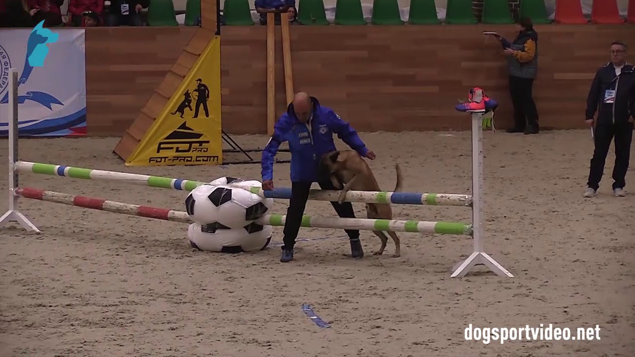 Category 2 - Danilo Travers + Amos della Valle Incantata / BSD (Malinois) - Italy