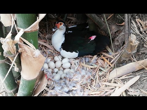 วีดีโอ: การทำเครื่องหมายไข่ไก่หมายความว่าอย่างไร