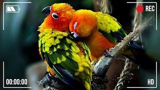 THE MAGICAL WORLD OF PARROTS | WONDERFUL RELAXING SOUNDS | BIRDS SOUNDS | SOOTHING BIRDS CHIRPING