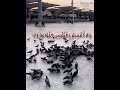 إبداع الشيخ محمود البجيرمى من سورة القيامة 