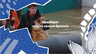 Потоп в Оренбурге: как бросают и спасают животных