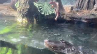 ド迫力！？ワニのごはん | 地方独立行政法人天王寺動物園