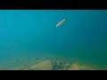 Sounds of an underwater river. Relaxing video with river fish.