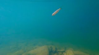 Sounds of an underwater river. Relaxing video with river fish.
