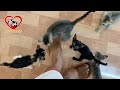 Feeding 8 baby kittens after Rescued - Kittens think I&#39;m their Mom