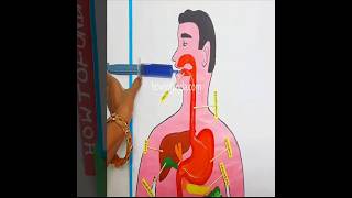human digestive system working model with syringes for science project diy - shorts - howtofunda