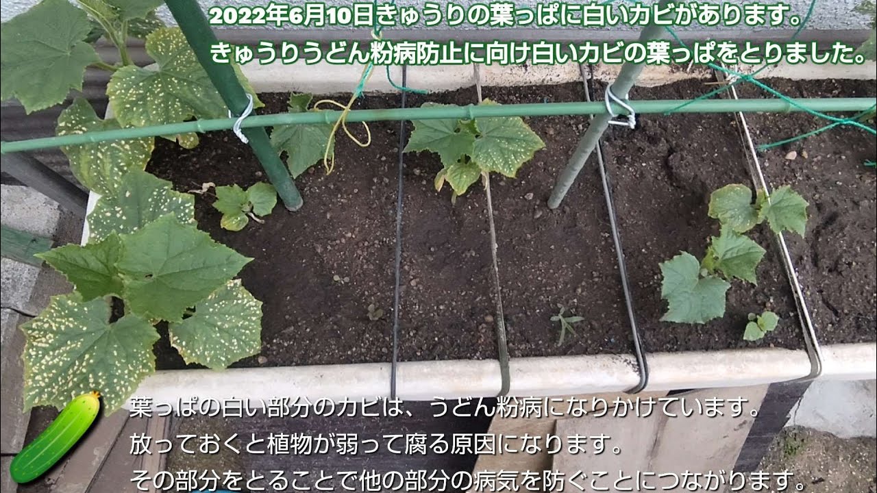 22年6月10日きゅうり の葉っぱで白いカビの部分がありました うどん粉病の予兆がありますので 作物が弱って病気になるのを防ぐため その部分をとります 福朗学校野菜栽培学 Youtube
