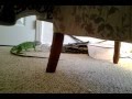 Little Lazy Lucy Taking A Walk 