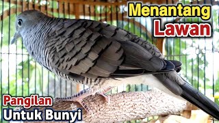 pancingan perkutut lokal gacor SUARA RAPAT perkutut kalung kemben gacor