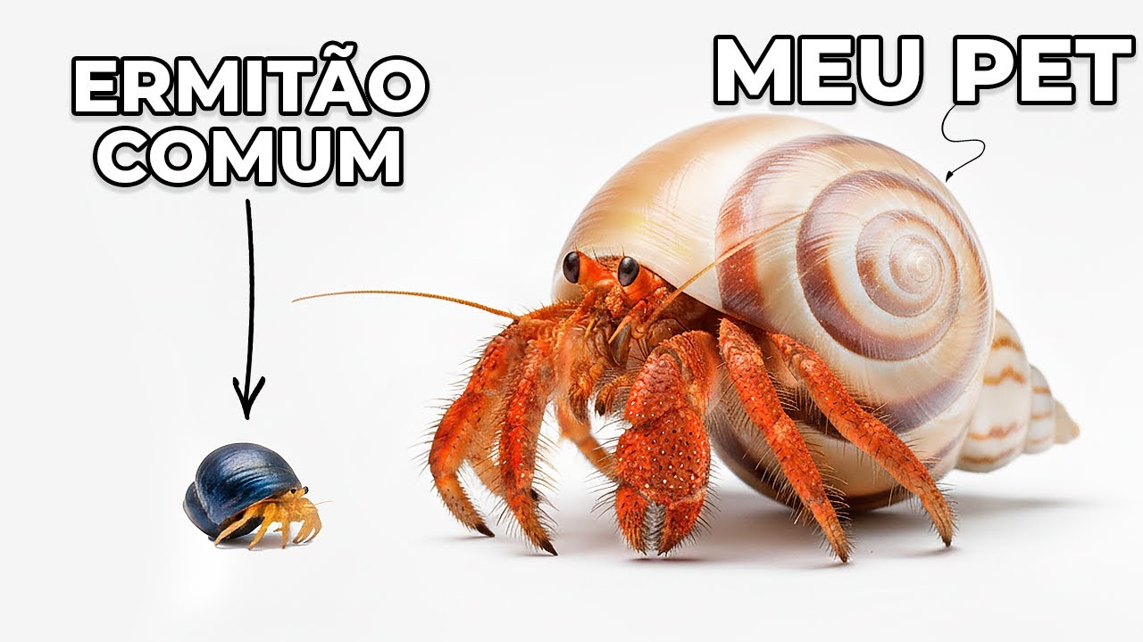 Eu Tenho um Caranguejo-Ermitão 10X MAIOR como Pet (sim, é real!)