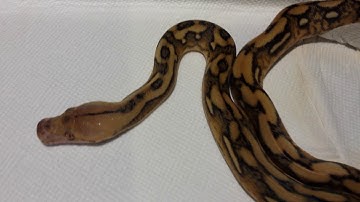 Reticulated python tiger? Het anthrax help