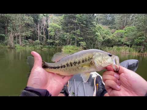 Pescaria de Black Bass no Bass Fishing Pesqueiro, dia de vento forte, pouco tempo e muito peixe