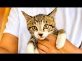 ブチギレる子猫を抱っこしてみた結果。。