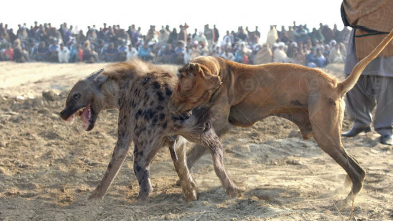 Are Hyenas Stronger Than Dogs?