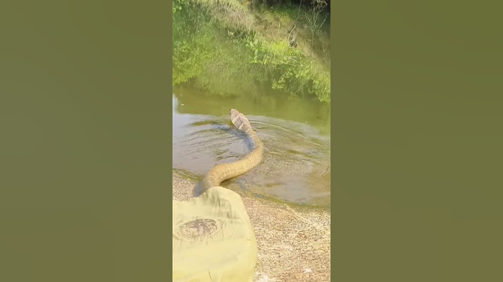 #King cobra  Releasing