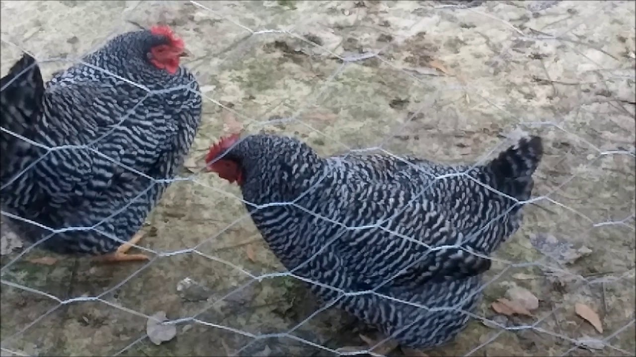 Coughing Chicken YouTube