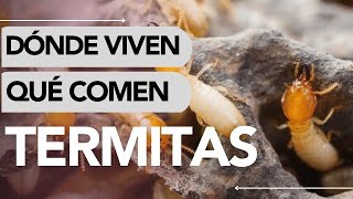 Dónde Viven Las Termitas Y Qué Comen