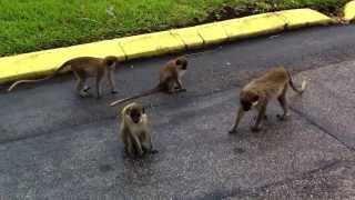 Wild Monkey 1-E Viral Video Series