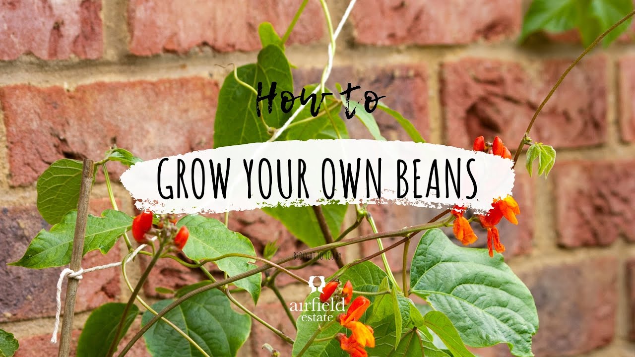 Grow Runner Beans at Home 