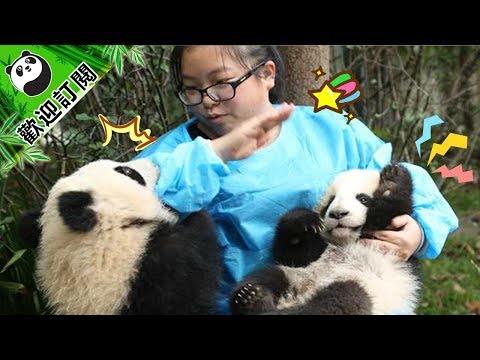 《熊貓主題趴》梅奶媽與芝麻之間的愛 | iPanda熊貓頻道