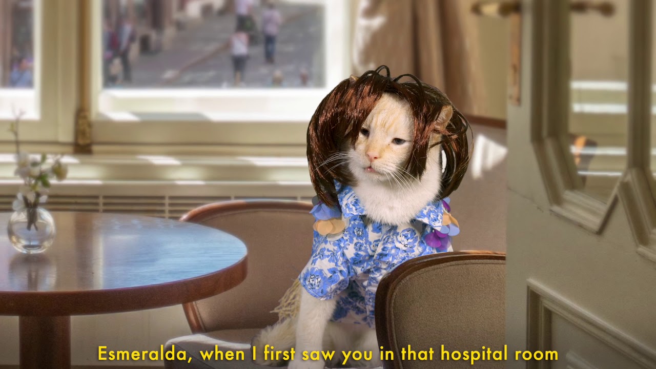 Winds of Change (Cat Soap Opera) Episode 17 YouTube