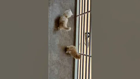 Video 11190021: cat kitten persian fluffy, persian cat kitten beautiful, persian cat male kitten, cutecat