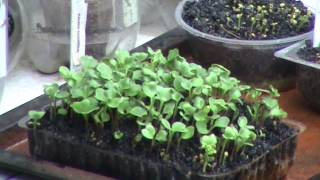 Phil's Gardening Tips And Tricks Microgreens Harvest