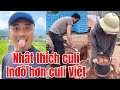 Vì sao Nhật chuộng culi Inđô hơn culi Việt (gần đây)?