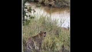 Sofa Safari - Episode 14
