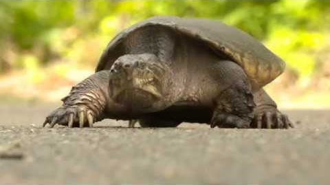 Helping turtles cross the road