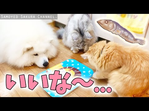 猫のオヤツを羨ましがってるサモエドさくら