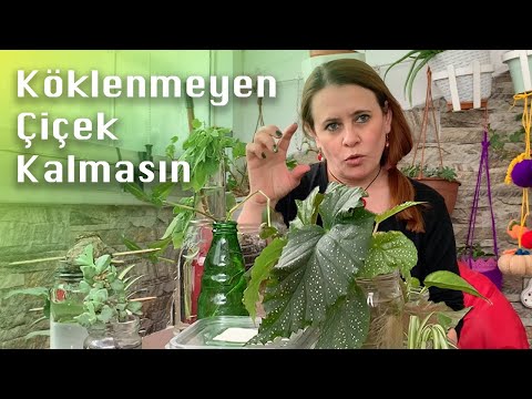 Video: Ampul Kavanoz Bitki Desteği - Kavanozlarda Bitkileri Desteklemek İçin İpuçları