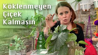 Suda Köklendirme Nasıl Yapılır? | Püf Noktalar, Problemler 🍃