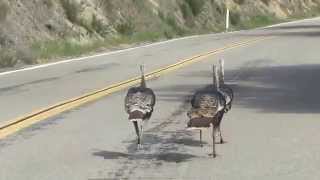 Turkeys run 17 miles per hour - uphill