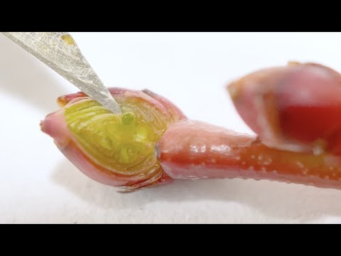 Video: Hubení roztočů Blueberry Bud: Tipy pro identifikaci roztočů Blueberry Bud