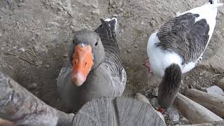 鳴きながら寄って来るポメラニアンガチョウ Pomeranian goose 2016 1108