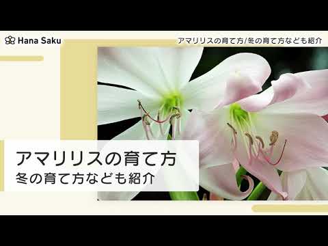 アマリリス 育て方 Youtube アマリリス 育て方 Youtube