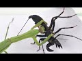 Praying Mantis VS Whip Scorpion 螳螂 VS 鞭蠍