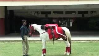 Ashwamegh.flv screenshot 3