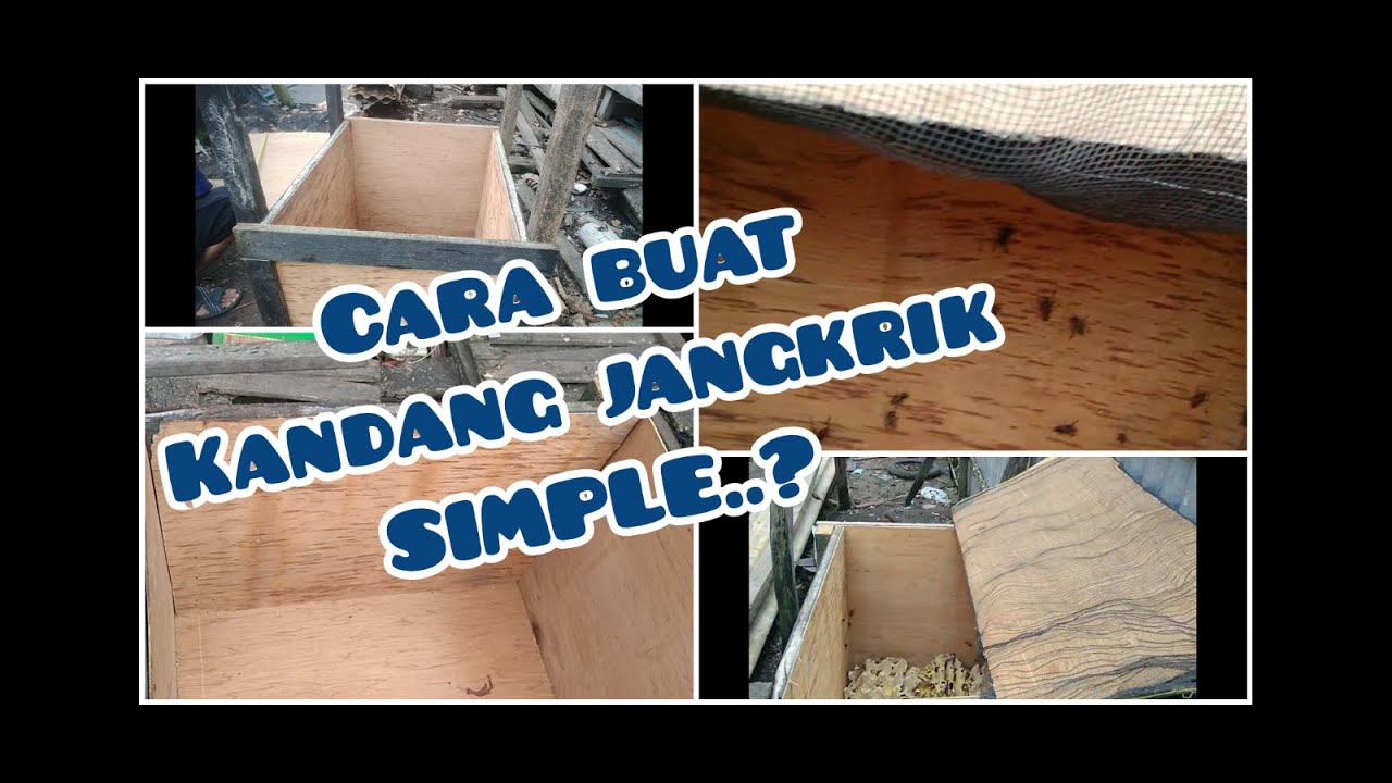 SIMPLE membuat kandang jangkrik ternak 