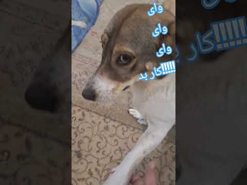 دوستان و عاشقان واقعی حیوانات ازهمه این لحظه برا اولین بار کمک میخوام جز این ۴ تا کوچولو۳هم بومی هس