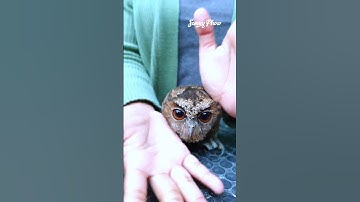 owl lala dance #shorts #shortvideo #short