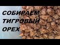 Чуфа, земляной миндаль и тигровый орех. Выращивание чуфы, сбор, дегустация.