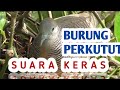 Burung Perkutut Manggung Suaranya Keras Memanggil Perkutut Lain Yang Mendengar Merbok Kampung Mp3 - Mp4 Download