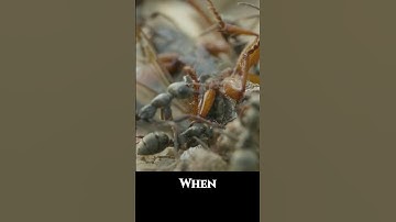 Ants Attack Bug Ultra Macro | Forest Sound ASMR Bugs #macro