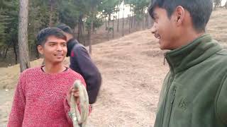 Two Pitbulls Dog Fight 