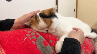 【くっつき虫】病院から帰った途端、全力で母に甘える猫