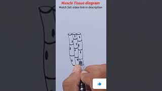 Skeletal muscle tissue Diagram ( Subscribe for more science Diagram) #shorts